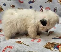 Pupsicle, a male Morkie for sale in Snowflake, AZ – 3 of 7