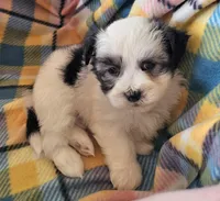 MARISA, a female Morkie for sale in Snowflake, AZ – 3 of 6