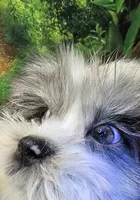 MARIA, a female Toy Australian Shepherd and Mal Shi for sale in Snowflake, AZ – 7 of 7