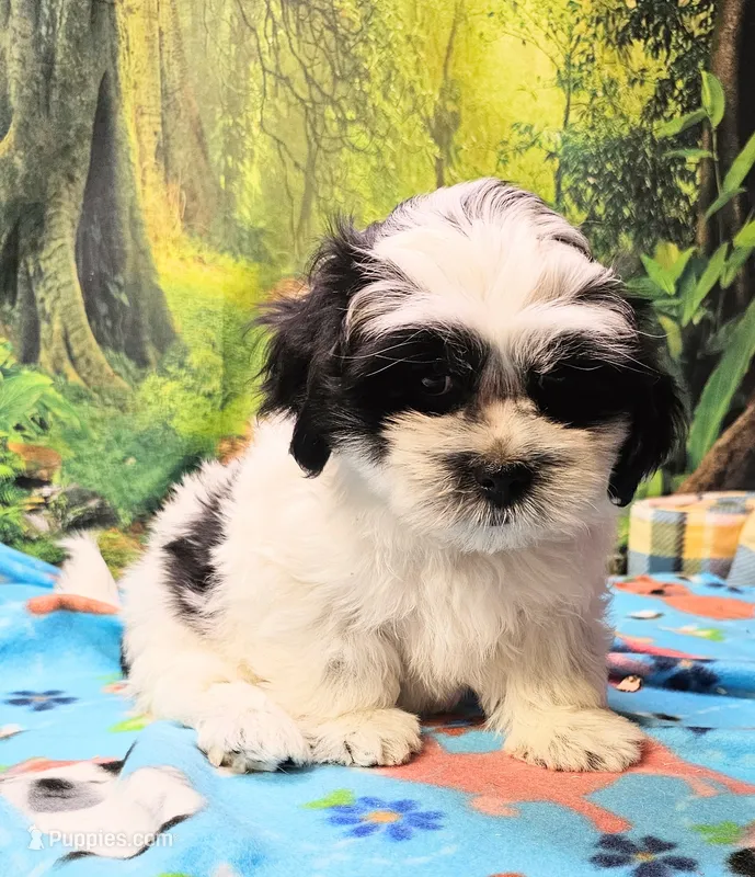 Hart – Mal Shi puppy for sale in Snowflake, AZ