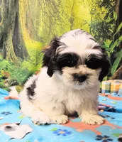 Hart, a male Mal Shi for sale in Snowflake, AZ – 1 of 9