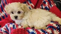 SUNKIST, a female Shih Tzu and Morkie for sale in Snowflake, AZ – 4 of 6