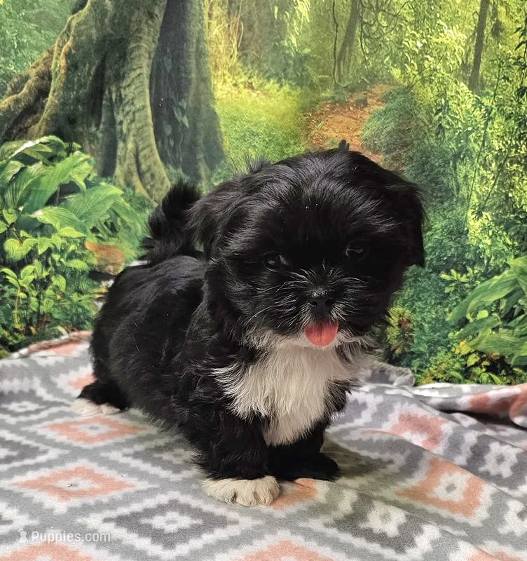 SPLASH – Toy Australian Shepherd, Mal Shi puppy for sale in Snowflake, AZ