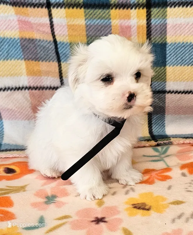 Snowbird – Maltese, Mal Shi puppy for sale in Snowflake, AZ