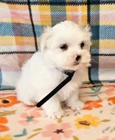 Snowbird, a male Maltese and Mal Shi for sale in Snowflake, AZ – 1 of 6