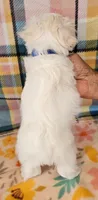 Igloo, a male Maltese and Mal Shi for sale in Snowflake, AZ – 2 of 6