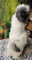 MARIA, a female Toy Australian Shepherd and Mal Shi for sale in Snowflake, AZ – 4 of 7