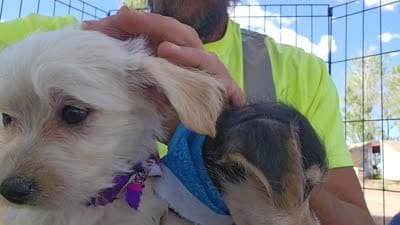 Rebecca , a female Morkie for sale in Snowflake, AZ – 7 of 7