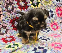 MILLIE, a female Yorkshire Terrier and Morkie for sale in Snowflake, AZ – 5 of 8