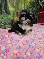 FANNY, a female Toy Australian Shepherd and Mal Shi for sale in Snowflake, AZ – 1 of 7