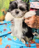 MACKY, a male Toy Australian Shepherd and Mal Shi for sale in Snowflake, AZ – 4 of 8