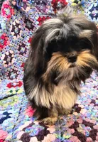 FANNY, a female Toy Australian Shepherd and Mal Shi for sale in Snowflake, AZ – 8 of 10
