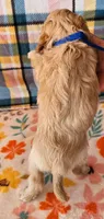 Sunny, a male Yorkipoo for sale in Snowflake, AZ – 2 of 9