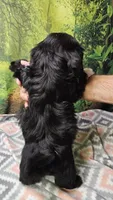 SPLASH, a female Toy Australian Shepherd and Mal Shi for sale in Snowflake, AZ – 3 of 7