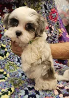 SUMMER , a female Maltese and Toy Australian Shepherd for sale in Snowflake, AZ – 5 of 8