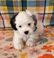 Ringo, a male Morkie for sale in Snowflake, AZ – 2 of 5