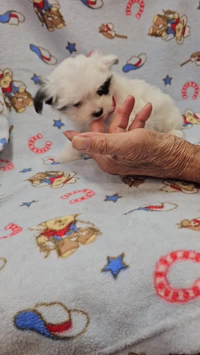 Puperoni, a male Morkie for sale in Snowflake, AZ – 7 of 10