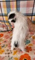 Pistol , a male Maltese and Yorkshire Terrier for sale in Snowflake, AZ – 5 of 10