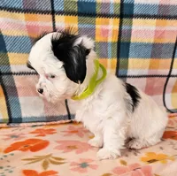 Paul, a male Morkie and Mal Shi for sale in Snowflake, AZ – 4 of 6