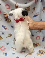 Puperoni, a male Morkie for sale in Snowflake, AZ – 5 of 10