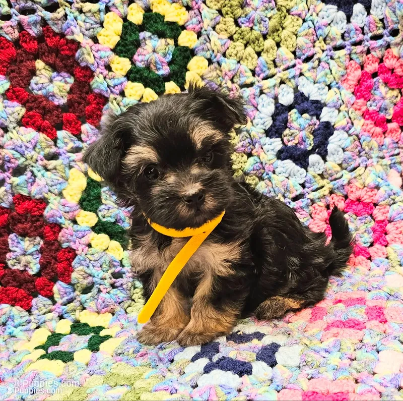 MILLIE, a female Yorkshire Terrier and Morkie for sale in Snowflake, AZ – 1 of 8