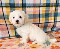 George, a male Morkie and Mal Shi for sale in Snowflake, AZ – 3 of 6