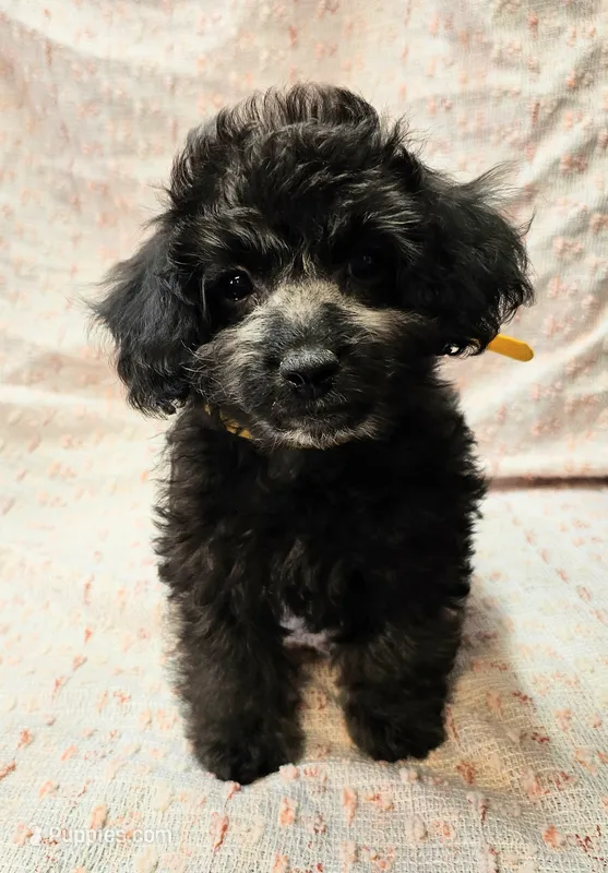 NAOMI – Maltipoo puppy for sale in Snowflake, AZ