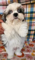 SINATRA , a male Toy Australian Shepherd and Mal Shi for sale in Snowflake, AZ – 2 of 8