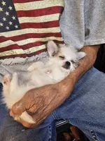 Cali, a female Morkie for sale in Snowflake, AZ – 7 of 8