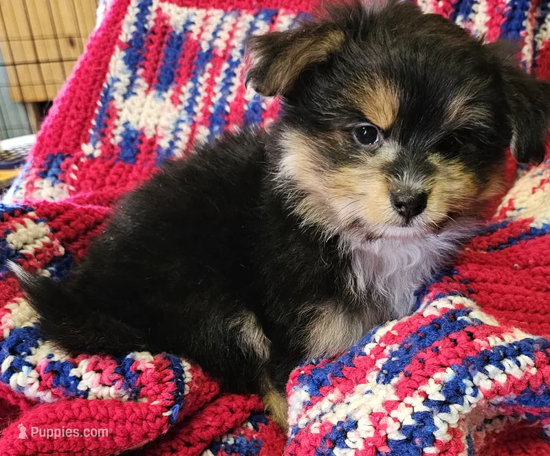 LINDA – Pomeranian, Morkie puppy for sale in Snowflake, AZ