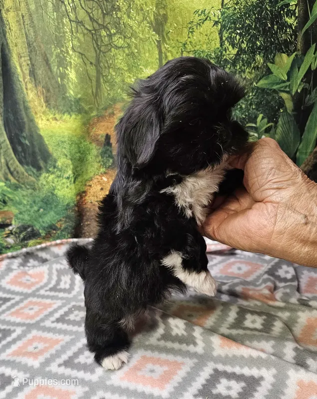 SPLASH – Toy Australian Shepherd, Mal Shi puppy on hold in Snowflake, AZ
