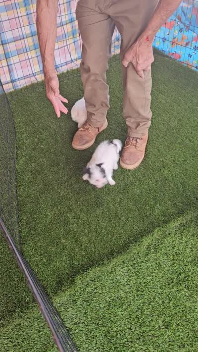 Pistol , a male Maltese and Yorkshire Terrier for sale in Snowflake, AZ – 10 of 10