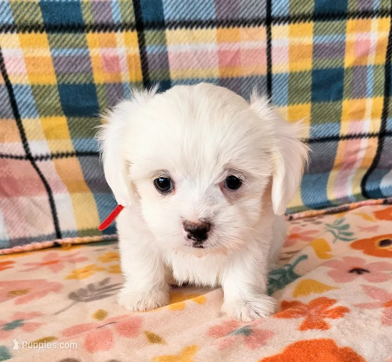 Yoko – Morkie, Mal Shi puppy for sale in Snowflake, AZ