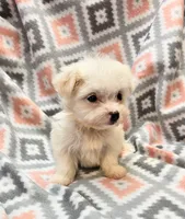 ICY, a female Morkie for sale in Snowflake, AZ – 3 of 8