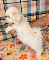 Snowbird, a male Maltese and Mal Shi for sale in Snowflake, AZ – 5 of 6