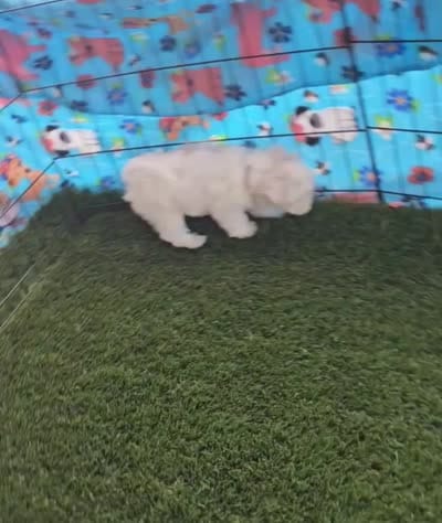 Igloo, a male Maltese and Mal Shi for sale in Snowflake, AZ – 6 of 6