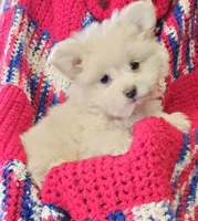 LAURENA, a female Pomeranian and Morkie for sale in Snowflake, AZ – 3 of 9