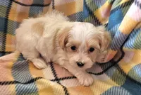 CATHRINE, a female Morkie for sale in Snowflake, AZ – 3 of 4