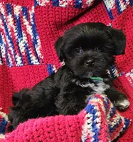 CROSS, a male Shih Tzu and Morkie for sale in Snowflake, AZ – 7 of 8