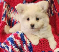 LAURENA, a female Pomeranian and Morkie for sale in Snowflake, AZ – 7 of 9