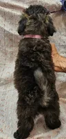 DOVE, a female Maltipoo for sale in Snowflake, AZ – 3 of 7