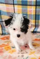 Pistol , a male Maltese and Yorkshire Terrier for sale in Snowflake, AZ – 1 of 10