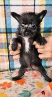 Onyx, a female Pomeranian and Morkie for sale in Snowflake, AZ – 3 of 6