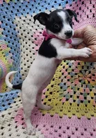 STELLA, a female Malchi for sale in Snowflake, AZ – 5 of 7