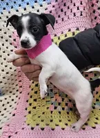 STELLA, a female Malchi for sale in Snowflake, AZ – 6 of 7