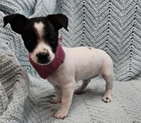 STELLA, a female Malchi for sale in Snowflake, AZ – 3 of 7