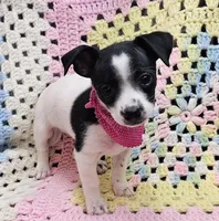 STELLA, a female Malchi for sale in Snowflake, AZ – 2 of 7