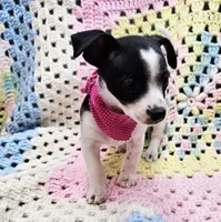 STELLA, a female Malchi for sale in Snowflake, AZ – 4 of 7