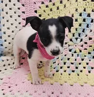 STELLA, a female Malchi for sale in Snowflake, AZ – 1 of 7