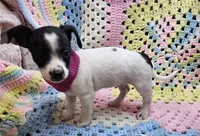 STELLA, a female Malchi for sale in Snowflake, AZ – 7 of 7